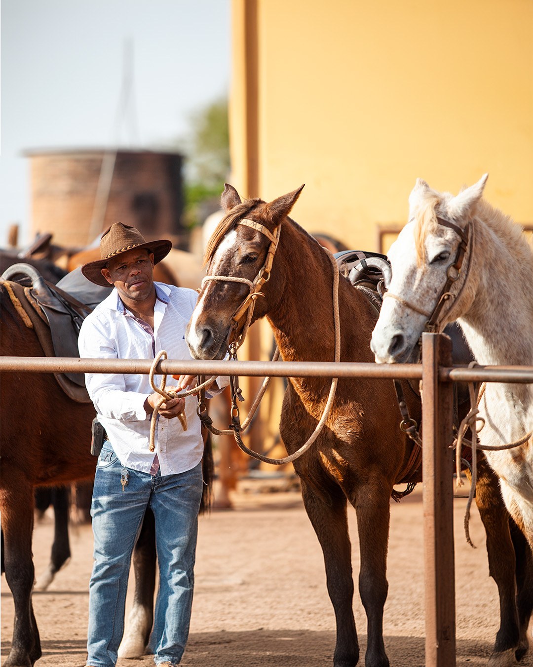 A companhia dos cavalos e de quem conhece o campo