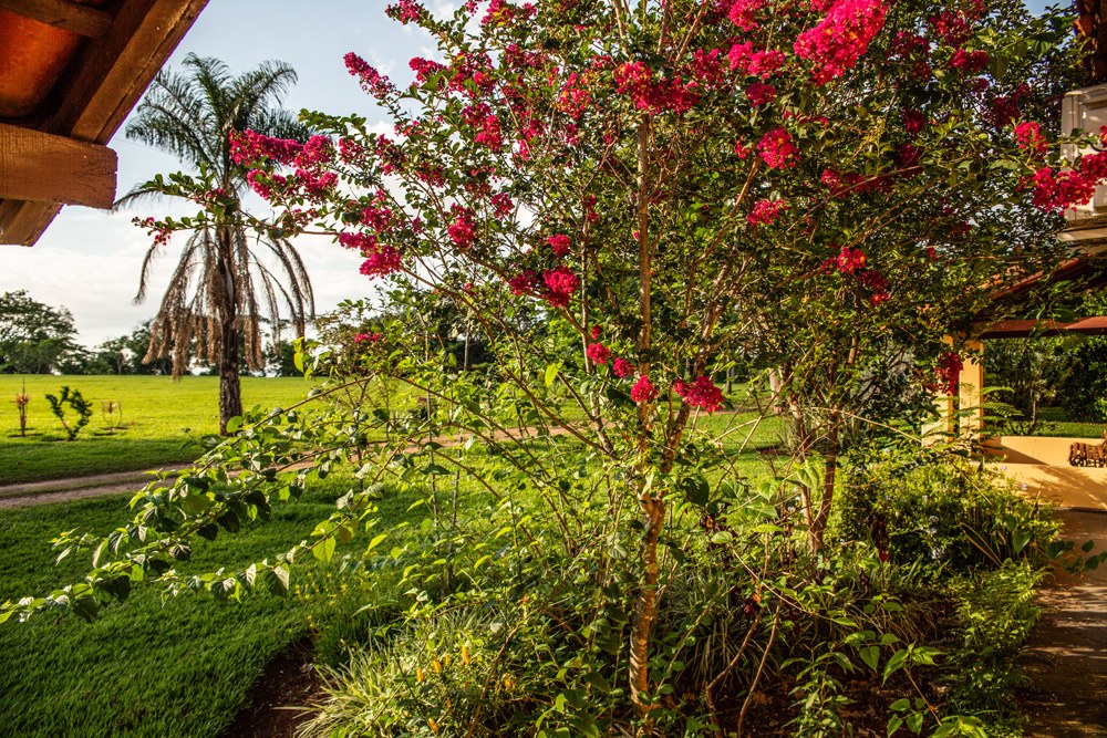 Um jardim em flor
