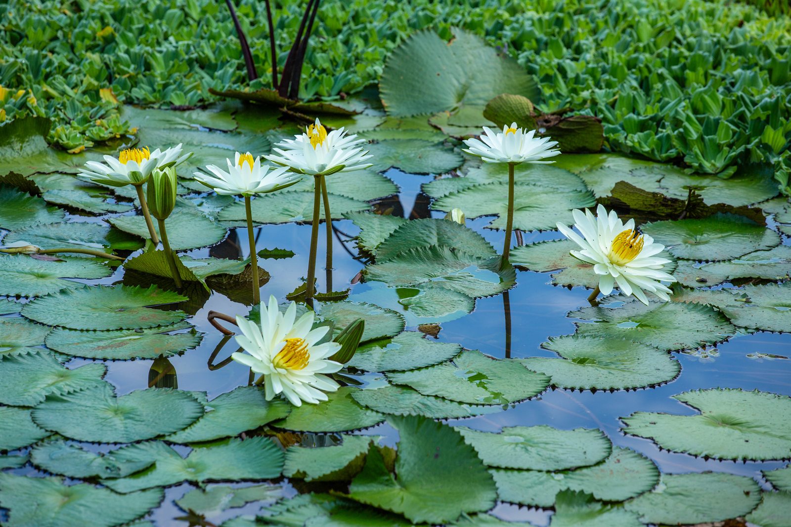 Ninfeias brancas floridas no lago