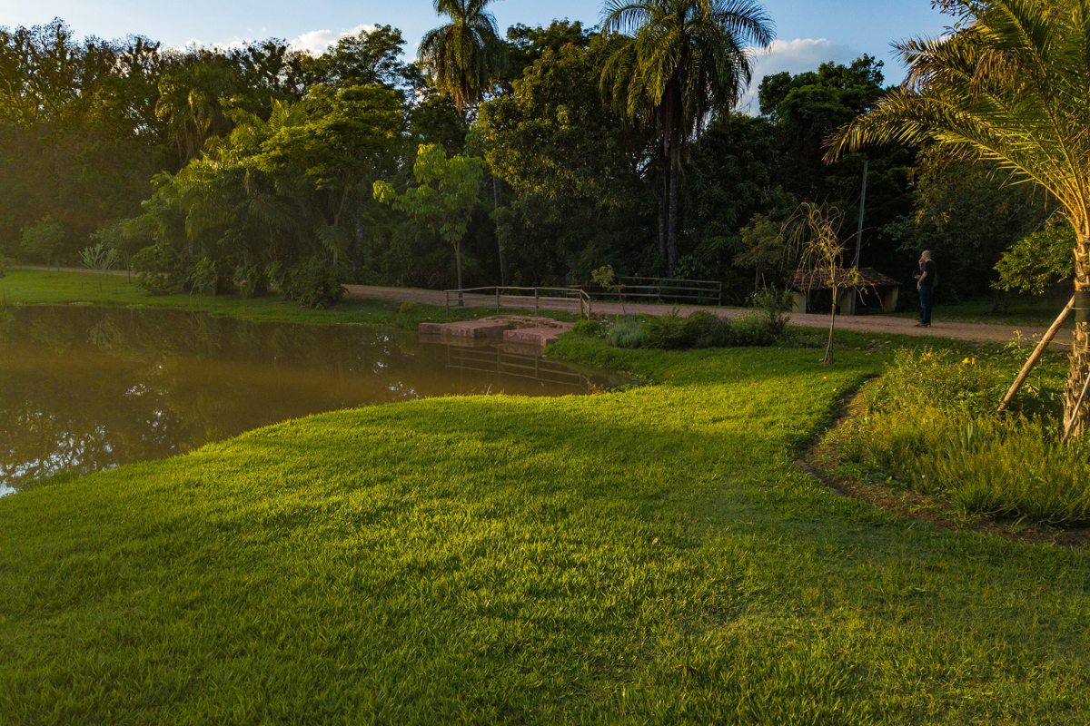 O lago ao fim da tarde, com palmeiras e gramado