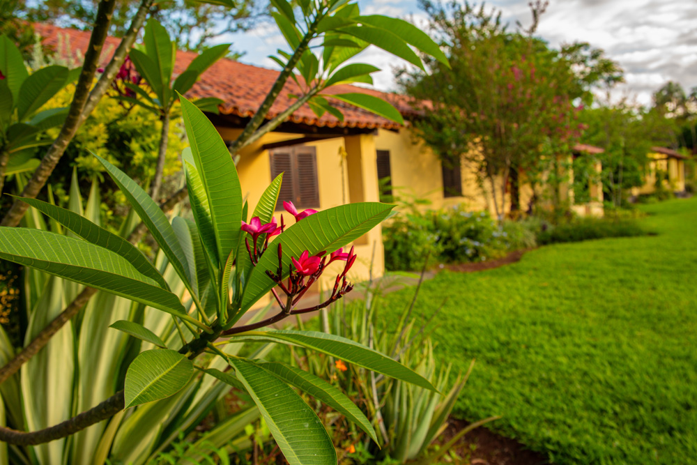 Flores e jardim diante das casas amarelas da Bela Vista