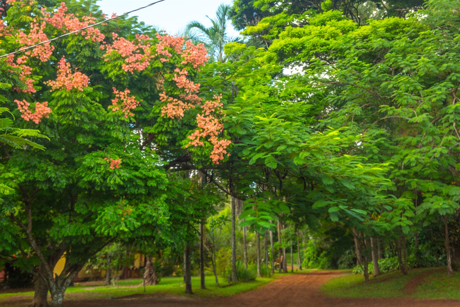Caminhos arborizados