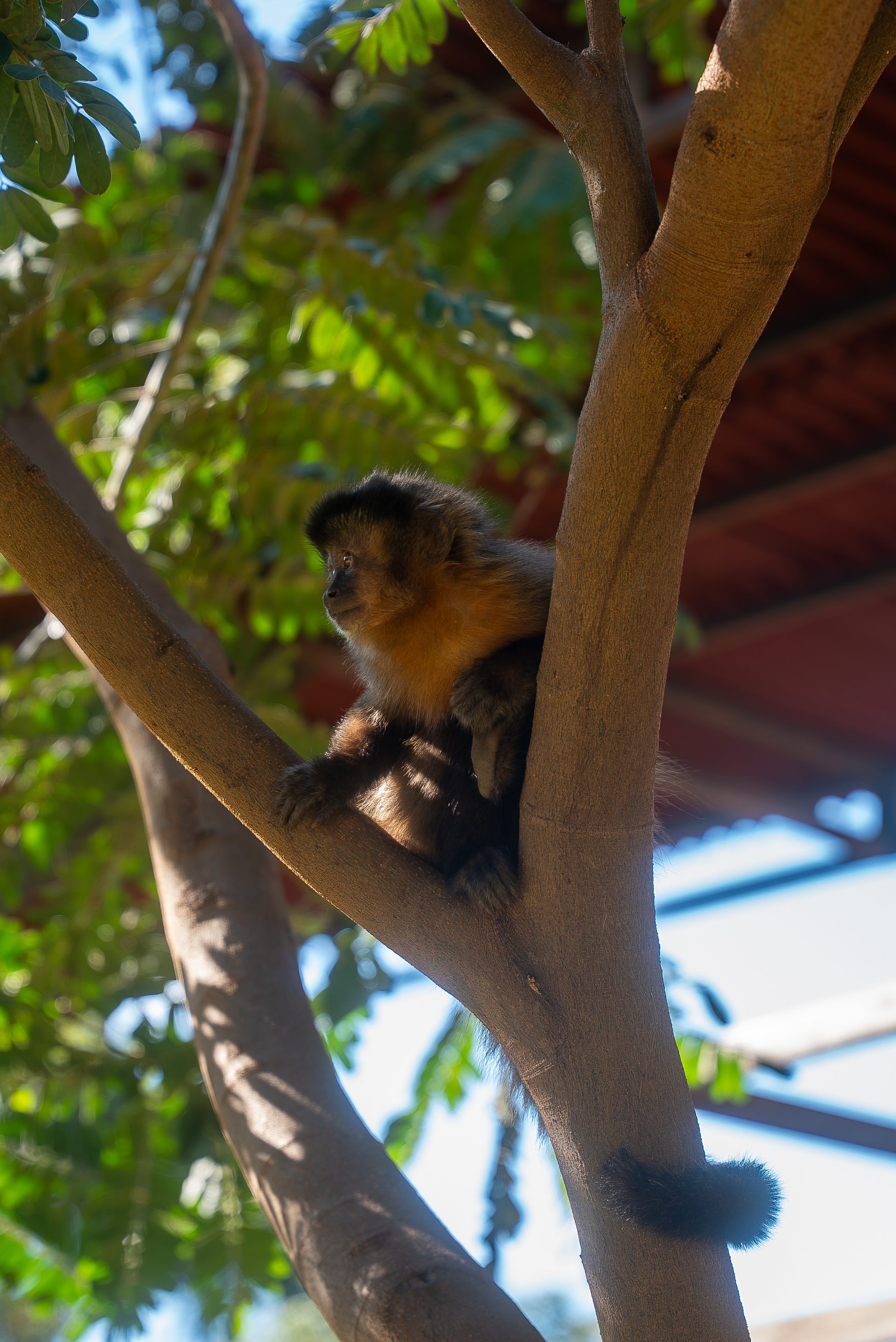 Macaco-prego nas árvores da fazenda