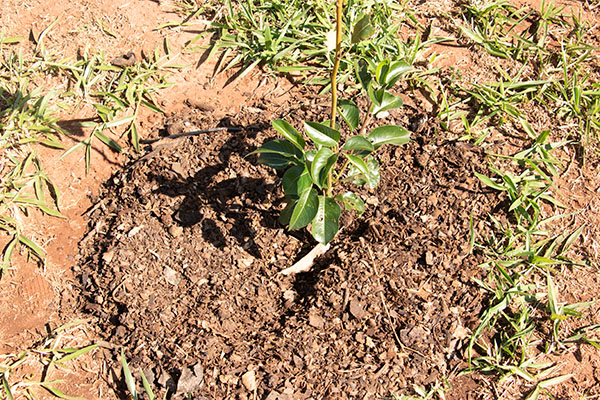 Compostagem no Hotel Fazenda Bela Vista: um compromisso com a natureza