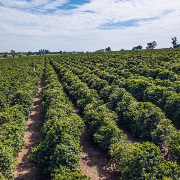 Cópia de DJI 0031