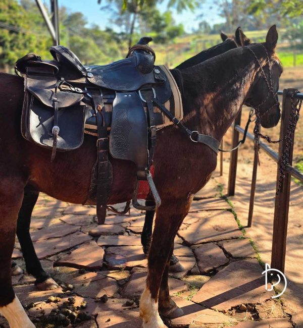 [FBV] [27 09 2025] [Carrossel] cavalgada 2