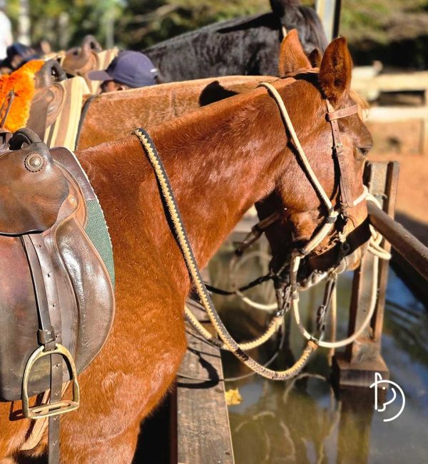 [FBV] [27 09 2025] [Carrossel] cavalgada 4